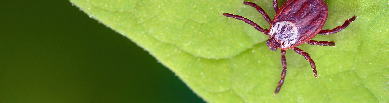 Tick Control | Capelouto Termite & Pest Control