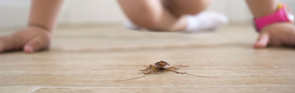 Cockroach crawling on floor