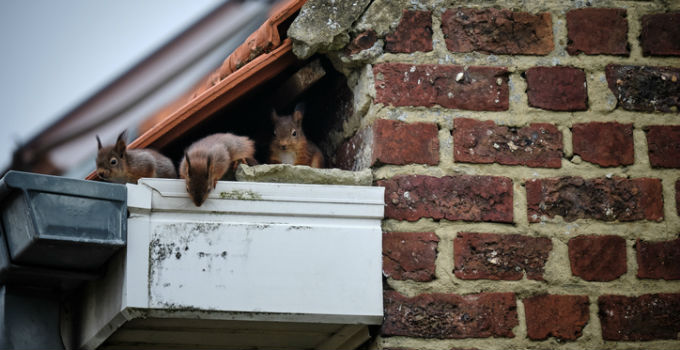 Squirrel infestation on roof of house