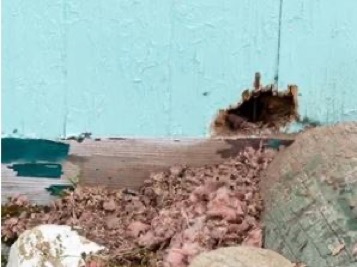 Hole in side of house that was created by a squirrel in Tallahassee, FL