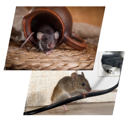 Two images of rodents, one crawling out of a coffee mug and another rodent biting through a power cord in Tallahassee, FL