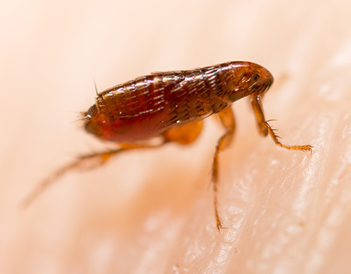 Closeup of a flea on skin in Tallahassee, FL