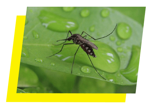 Mosquito standing on a leaf in the rain in Tallahassee, FL