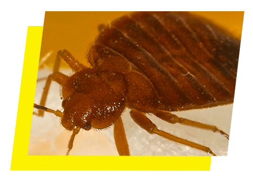 Closeup of a bed bug in Tallahassee, FL
