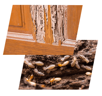 Two images of wood damaged by termites and a colony of termites eating wood in Tallahassee, FL