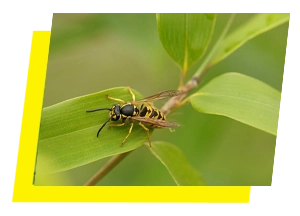 Wasp resting a leaf in Tallahassee, FL