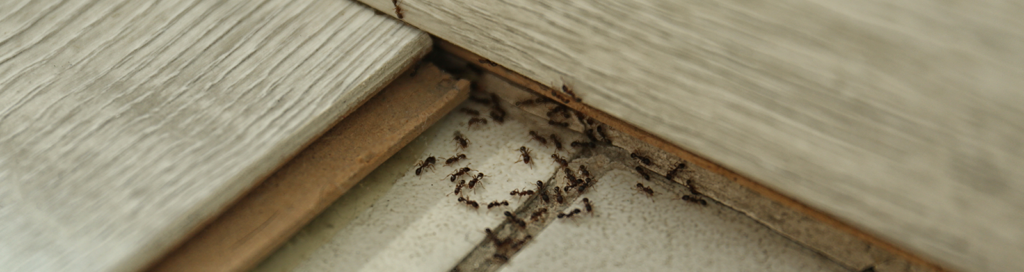 Many black ants on the floor in a Tallahassee home