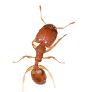 Closeup of big headed ant, a common species of ant in the Tallahassee FL area
