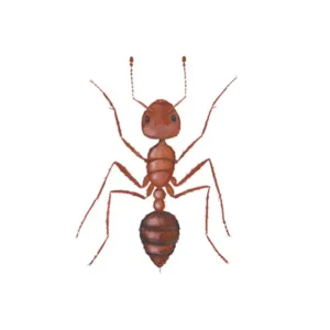 Closeup of fire ant, a common species of ant in the Tallahassee FL area