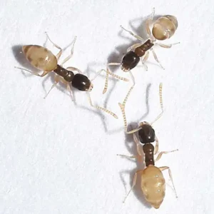 Closeup of ghost ant, a common species of ant in the Tallahassee FL area