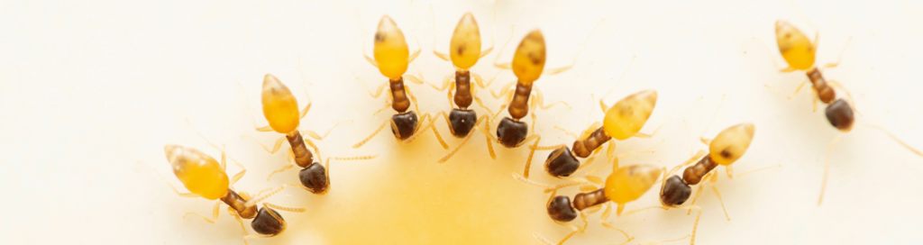 tiny ants, or ghost ants, drinking liquid in Florida