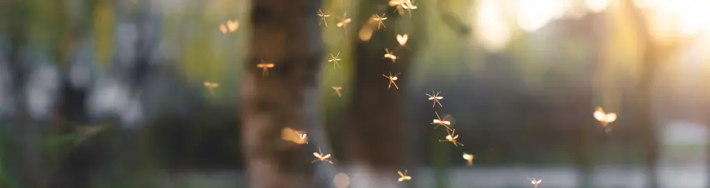 Mosquito swarm. Capelouto can protect your home or business with a mosquito repellent system.