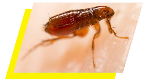 Macro closeup of a Flea pressed against human skin.