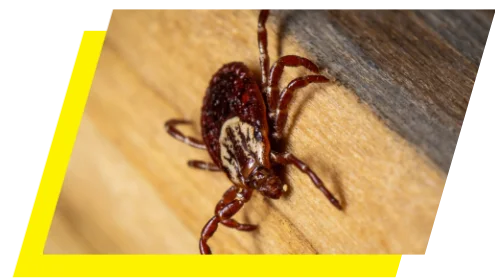 Macro closeup of a Dog Tick pressed against a wooden surface.