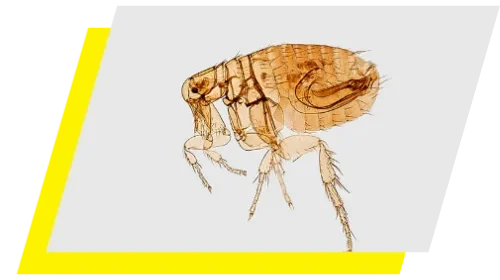 Brownish/Orange Flea facing left against a white background.