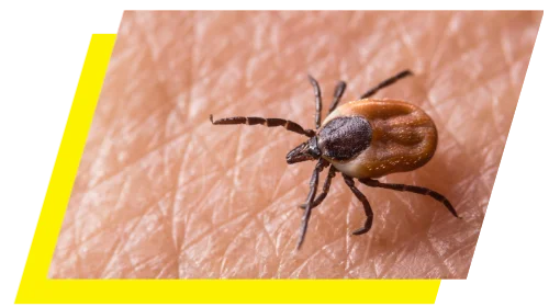 Macro closeup of a Tick pressed against human skin.