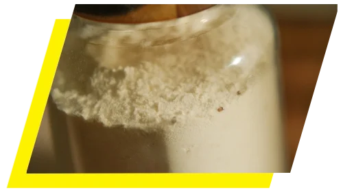 A glass storage jar containing flour infested with small pantry beetles.